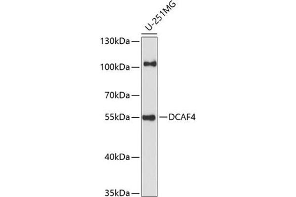 DCAF4 Antikörper  (AA 1-120)