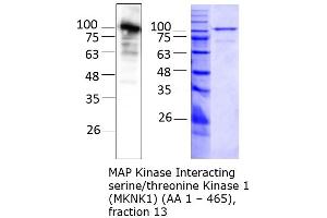 Western Blotting (WB) image for MAP Kinase Interacting serine/threonine Kinase 1 (MKNK1) (AA 1-465) protein (Strep Tag) (ABIN3083900)