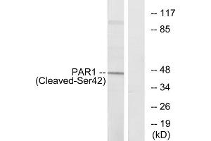 Western blot analysis of extracts from Jurkat cells, using PAR1 (Cleaved-Ser42) antibody. (PAR1 anticorps  (Cleaved-Ser42, N-Term))