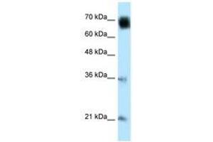 Image no. 1 for anti-Glomulin, FKBP Associated Protein (GLMN) (AA 436-479) antibody (ABIN6741140) (GLMN anticorps  (AA 436-479))
