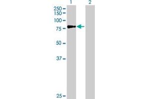 Western Blot analysis of ERCC2 expression in transfected 293T cell line by ERCC2 MaxPab polyclonal antibody.