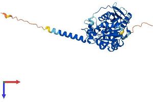 AlphaFold protein structure predicition of Mouse Recombinant Abhd1 Protein, UniprotID Q9QZC8