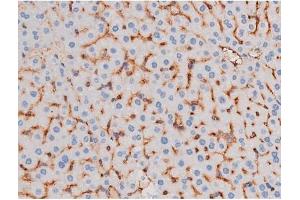 ABIN6267485 at 1/200 staining Mouse liver tissue sections by IHC-P.