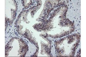 Image no. 1 for anti-Golgin, RAB6-Interacting (GORAB) (AA 35-394) antibody (ABIN1491441)