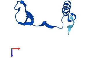AlphaFold protein structure predicition of Mouse Recombinant Nop10 Protein, UniprotID Q9CQS2
