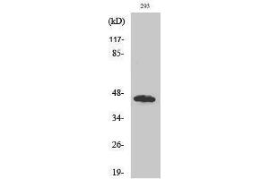 Western Blotting (WB) image for anti-UBA Domain Containing 1 (UBAC1) (Internal Region) antibody (ABIN3175232) (UBAC1 anticorps  (Internal Region))