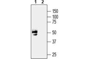 GDNF Family Receptor alpha 3 (GFRA3) peptide