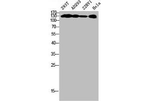 Western Blot analysis of 293T AD293 22RV1 HELA cells using Phospho-MYPT1 (T853) Polyclonal Antibody