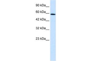 Western Blotting (WB) image for anti-TBC1 Domain Family, Member 10B (TBC1D10B) antibody (ABIN2460976) (TBC1D10B anticorps)