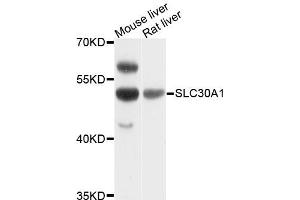 Western blot analysis of extracts of various cell lines, using SLC30A1 antibody. (SLC30A1 anticorps)