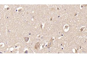 Detection of GRIA2 in Human Cerebrum Tissue using Monoclonal Antibody to Glutamate Receptor, Ionotropic, AMPA 2 (GRIA2)