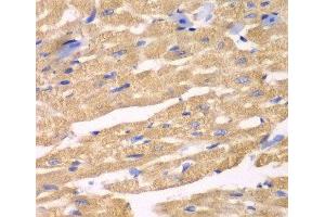 Immunohistochemistry of paraffin-embedded Mouse heart using APLP1 Polyclonal Antibody at dilution of 1:100 (40x lens).