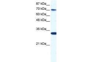 Western Blotting (WB) image for anti-CCR4-NOT Transcription Complex, Subunit 3 (CNOT3) antibody (ABIN2460917) (CNOT3 anticorps)