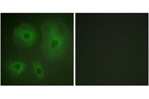 Immunofluorescence (IF) image for anti-14-3-3 theta (YWHAQ) (AA 196-245) antibody (ABIN2888753) (14-3-3 theta anticorps  (AA 196-245))
