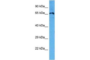 Host:  Mouse  Target Name:  KCND3  Sample Tissue:  Mouse Heart  Antibody Dilution:  1ug/ml