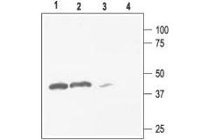 Western blot analysis of rat kidney (lanes 1 and 3) and brain (lanes 2 and 4) membranes: - 1,2. (KCNJ4 anticorps  (C-Term, Intracellular))