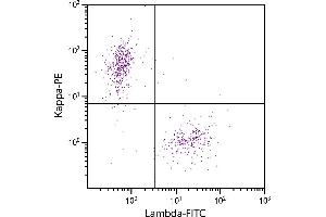CD19+ human B-lymphocytes were stained with Goat F(ab’)2 Anti-Human Lambda, Mouse ads-FITC and Goat F(ab’)2 Anti-Human Kappa-PE. (Chèvre anti-Humain lambda (Chain lambda) Anticorps (FITC) - Preadsorbed)