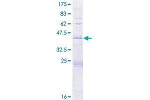 Histone H2B Type 2-E (HIST2H2BE) (AA 1-126) protein (GST tag)