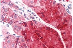 Anti-C14orf1 antibody  ABIN960744 IHC staining of human stomach. (C14orf1 anticorps  (C-Term))