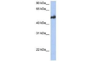 BAG3 antibody used at 1 ug/ml to detect target protein.