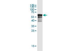 Western Blot detection against Immunogen (64.