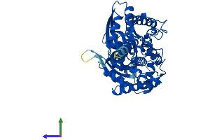 AlphaFold protein structure predicition of Mouse Recombinant Gck Protein, UniprotID P52792