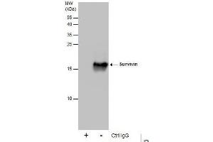 IP Image Immunoprecipitation of Survivin protein from 293T whole cell extracts using 5 μg of Survivin antibody, Western blot analysis was performed using Survivin antibody, EasyBlot anti-Rabbit IgG  was used as a secondary reagent. (Survivin anticorps)