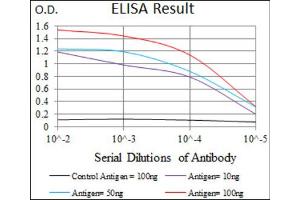 Red: Control Antigen (100ng) ; Purple: Antigen (10ng) ; Green: Antigen (50ng) ; Blue: Antigen (100ng). (DNAL4 anticorps  (AA 1-105))