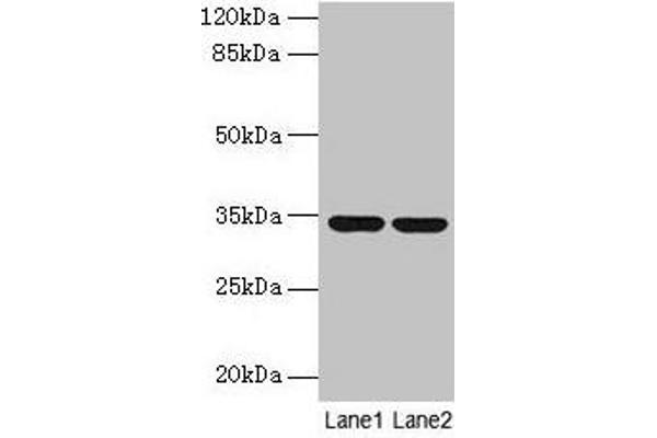 MRPL19 anticorps  (AA 1-292)