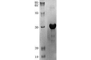 Validation with Western Blot (ATG10 Protein (Transcript Variant 3) (His tag))