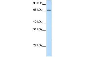 ADAT1 antibody used at 0.