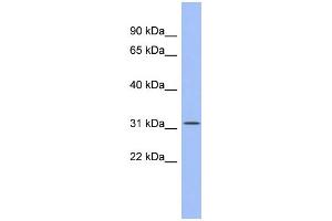 WB Suggested Anti-SPIB Antibody Titration:  0. (SPIB anticorps  (Middle Region))