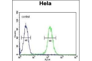 FOXL2 Antibody (N-term) (ABIN654125 and ABIN2844000) flow cytometric analysis of Hela cells (right histogram) compared to a negative control cell (left histogram).