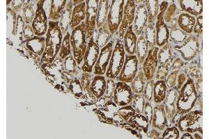 ABIN6278957 at 1/100 staining Mouse kidney tissue by IHC-P.