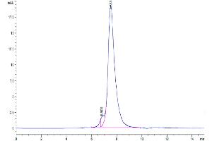 The purity of Human NKG2C is greater than 95 % as determined by SEC-HPLC.