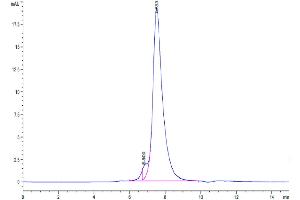 The purity of Human NKG2C is greater than 95 % as determined by SEC-HPLC. (KLRC2 Protein (AA 98-231) (Fc Tag))