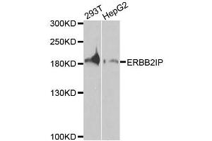 Western blot analysis of extracts of various cell lines, using ERBB2IP antibody (ABIN5996445) at 1/1000 dilution.
