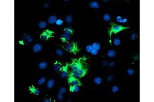 Image no. 3 for anti-Tripartite Motif Containing 9 (TRIM9) (AA 284-669) antibody (ABIN1491325)