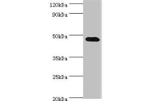 Western blot All lanes: SYT4 antibody at 4 μg/mL + Mouse brain tissue Secondary Goat polyclonal to rabbit IgG at 1/10000 dilution Predicted band size: 48, 47 kDa Observed band size: 48 kDa (SYT4 anticorps  (AA 38-190))