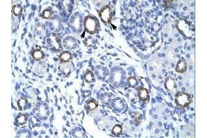 Image no. 1 for anti-Transmembrane Protein 259 (TMEM259) (AA 262-311) antibody (ABIN202454) (Membralin anticorps  (AA 262-311))