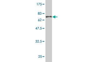 Western Blot detection against Immunogen (68.