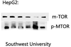 Western Blot (WB) analysis: Please contact us for more details.