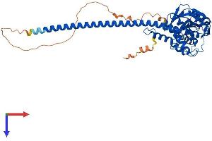 AlphaFold protein structure predicition of Mouse Recombinant Stambpl1 Protein, UniprotID Q76N33