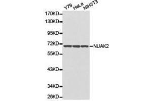Western Blotting (WB) image for anti-NUAK Family, SNF1-Like Kinase, 2 (NUAK2) antibody (ABIN1873980) (NUAK2 anticorps)
