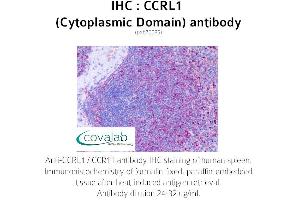 Image no. 1 for anti-Chemokine (C-C Motif) Receptor-Like 1 (CCRL1) (2nd Cytoplasmic Domain) antibody (ABIN1732791) (CCRL1 anticorps  (2nd Cytoplasmic Domain))