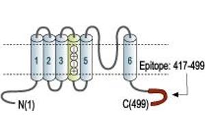 Representative domain view of the target of ABIN7885293.