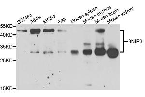 Western blot analysis of extracts of various cell lines, using BNIP3L antibody (ABIN5973708) at 1/1000 dilution. (BNIP3L/NIX anticorps)