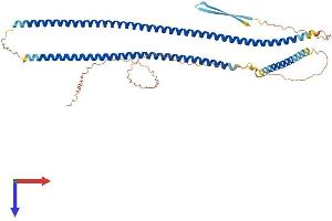 AlphaFold protein structure predicition of Human Recombinant KRT12 Protein, UniprotID Q99456