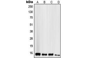 Western blot analysis of Mammaglobin B expression in HeLa (A), HepG2 (B), MCF7 (C), MDAMB435 (D) whole cell lysates. (SCGB2A1 anticorps  (N-Term))