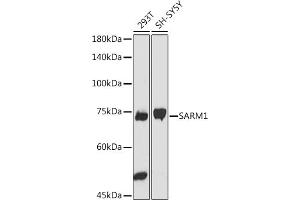 Western blot analysis of extracts of various cell lines, using S antibody (ABIN7270591) at 1:1000 dilution. (SARM1 anticorps)